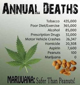 cannabis vs opioids