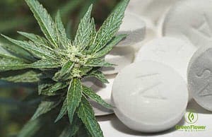 OPIOID PAIN KILLERS vs CANNABIS: A Real No Brainer!